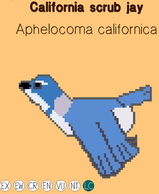 California Scrub Jay
